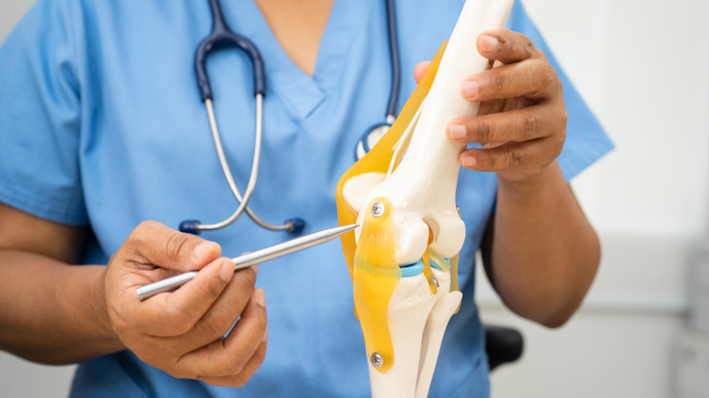 Knee Model